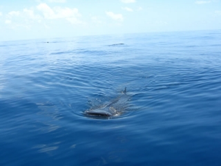  Beeindruckende Tiere 